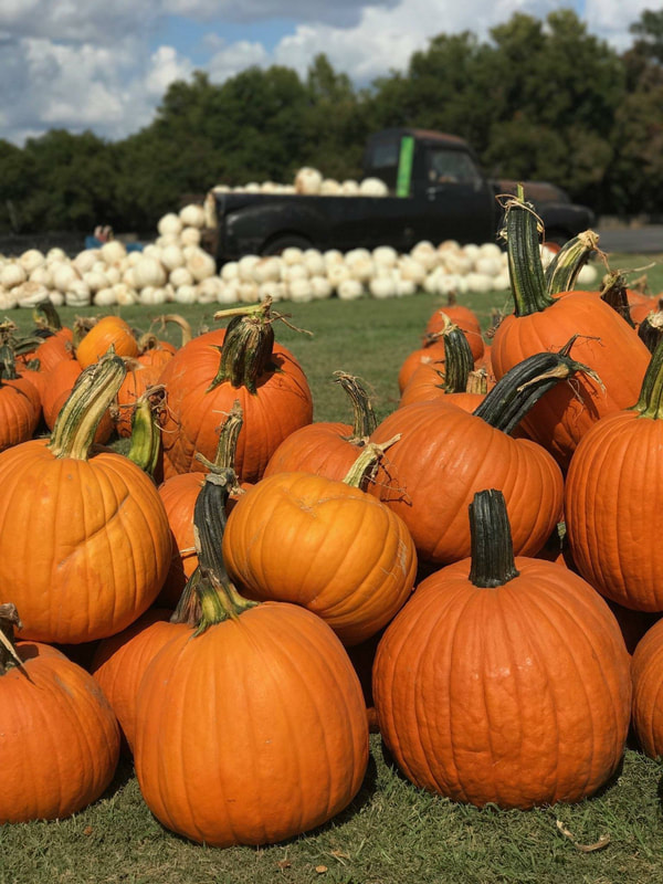 Sweet Berry Farm, Marble Falls, Texas - Home